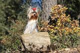 YORKSHIRE TERRIER 201